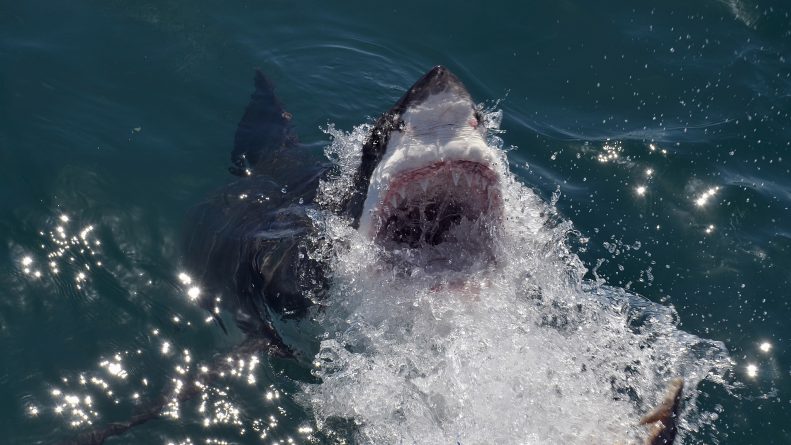 В мире: Дайвер выжил после того, как оказался запертым в клетке с большой белой акулой