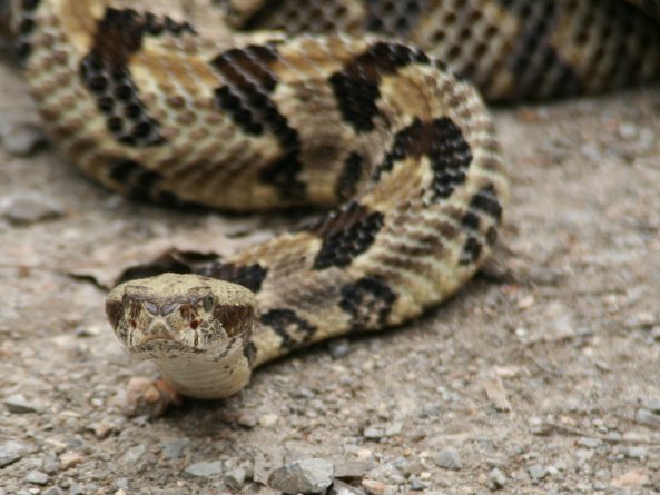 Популярное: В Вустере ядовитая змея укусила женщину посреди улицы