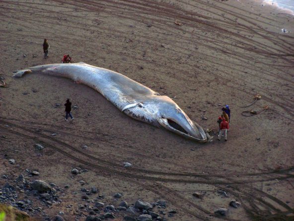 Общество: На пляже Норфолка вынесло на берег мертвого кита
