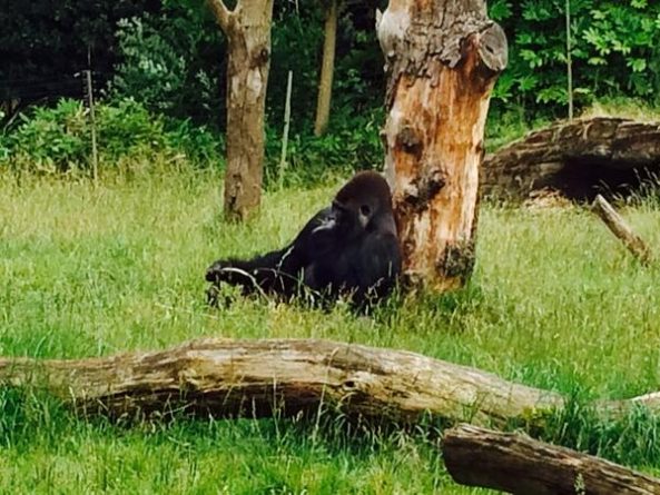 Происшествия: Сбежавшую из Лондонского зоопарка гориллу вернули в клетку