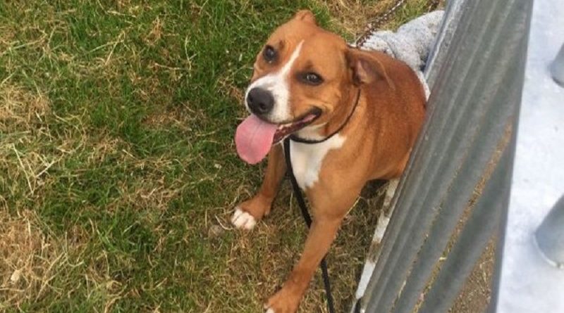 Происшествия: Стаффордширский бультерьер напал на семью: погиб ребенок