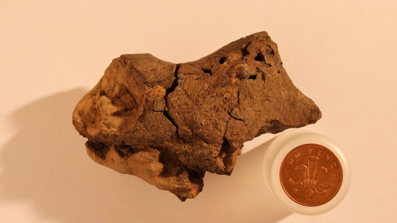 Общество: На побережье Великобритании нашли окаменелый мозг динозавра
