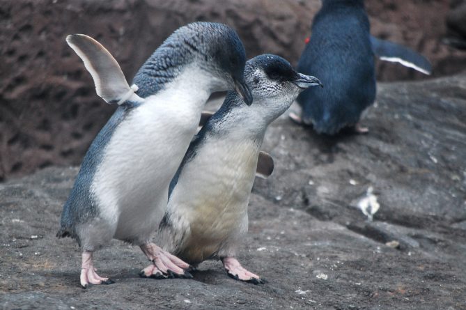 В мире: В Новой Зеландии построили первый подземный переход для пингвинов.