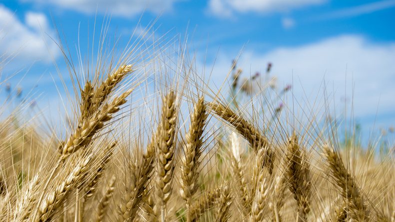 Технологии: В Британии смогут выращивать генетически модифицированную пшеницу