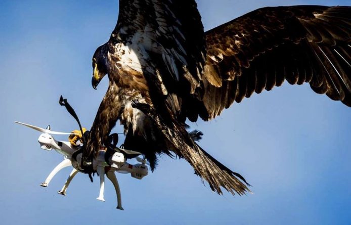 В мире: Армия Франции учит беркутов перехватывать дронов