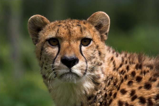 В мире: Гепарды находятся на грани вымирания