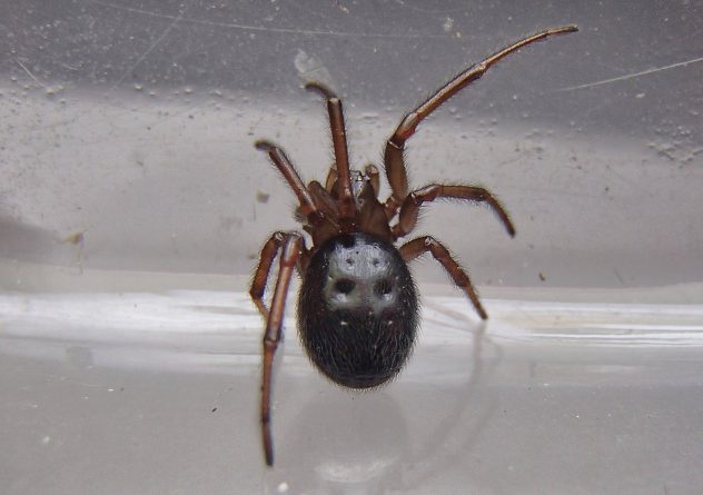 Общество: Ядовитые пауки заполонили дома жителей Великобритании