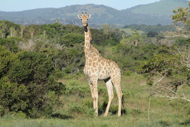 В мире: Жирафам грозит вымирание
