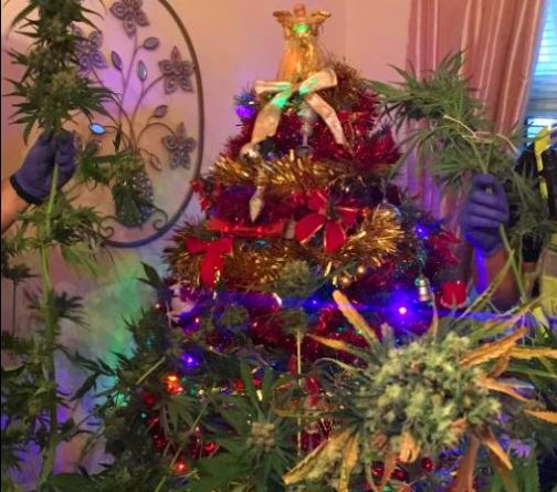 Закон и право: Полицейские нашли подозрительно выглядящее новогоднее дерево во время рейда на ферму марихуаны