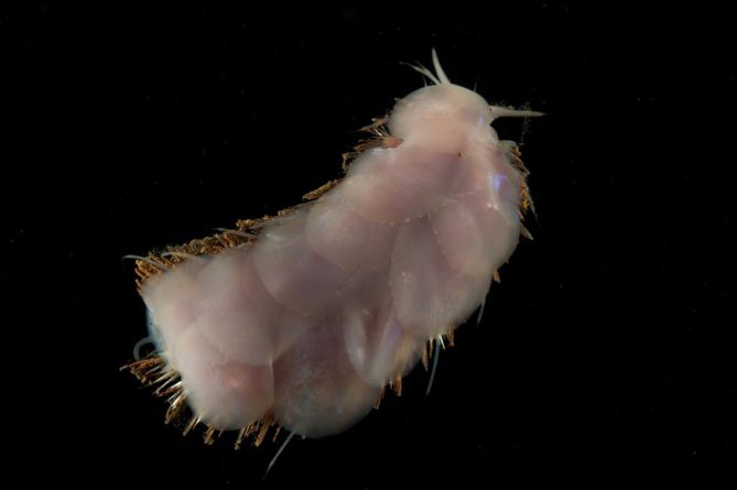 Polynoid scale worm (Polychaete)