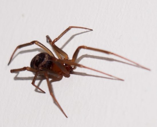 Общество: Ядовитые пауки вновь наводнили дома англичан