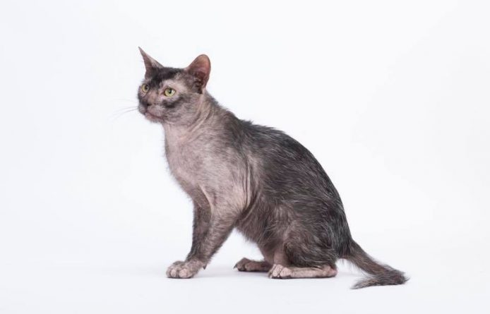 Досуг: На Лондонской выставке кошек покажут редкого “кота-оборотня”