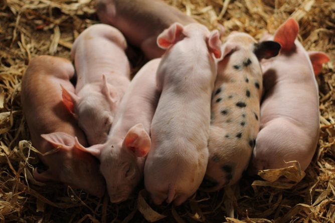 Здоровье и красота: Учёные создали химеру: эмбрион свиньи с клетками человека