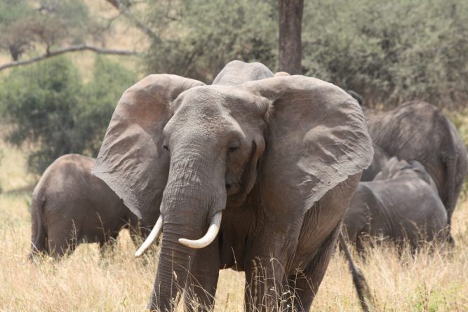 Общество: Петиция о запрете на торговлю слоновой костью будет рассмотрена в парламенте