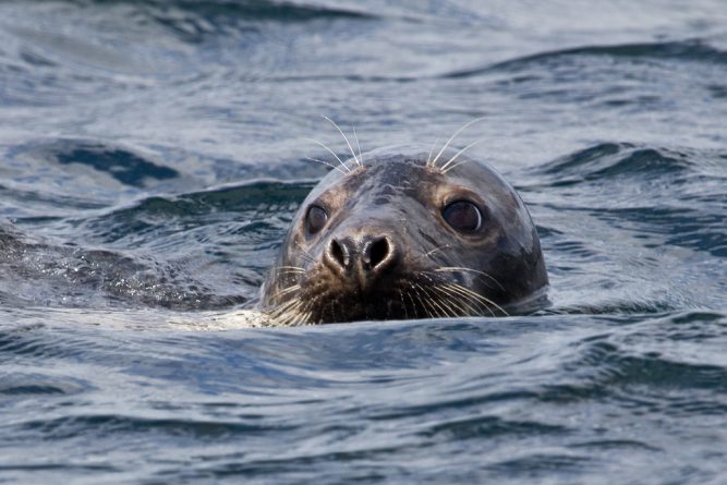 Популярное: Тюленя спасли на берегу Темзы
