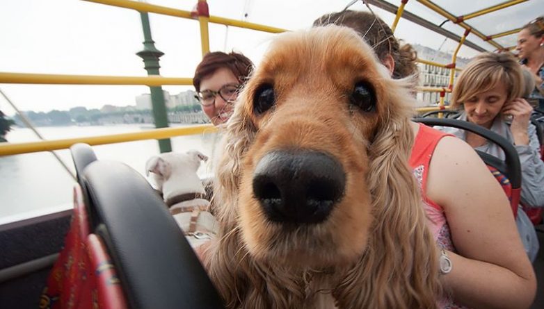 Досуг: В Лондоне пройдут автобусные экскурсии для собачников и их питомцев