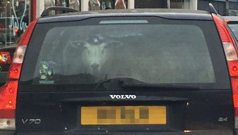 Юмор: Овца в шляпе разъезжала в Volvo в Streatham