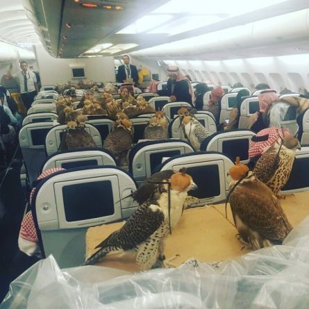 Досуг: Саудовский шейх купил авиабилеты для своих 80 хищных птиц
