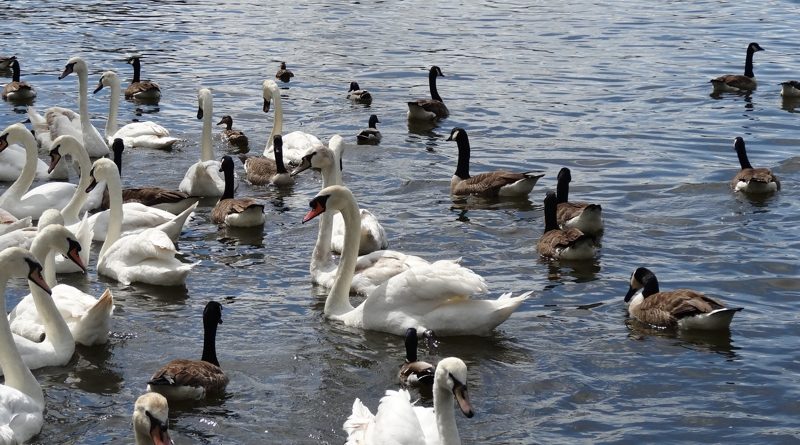 Полиция расследует убийства лебедей в Виндзоре 03022017 Происшествия: Полиция расследует убийства лебедей в Виндзоре
