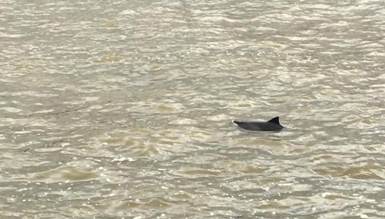 Досуг: Сегодня в Темзе плавал детеныш дельфина