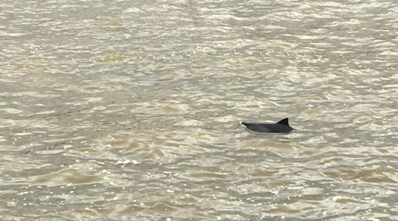 Сегодня в Темзе плавал детеныш дельфина 27022017 Досуг: Сегодня в Темзе плавал детеныш дельфина