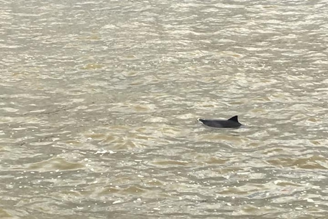 Сегодня в Темзе плавал детеныш дельфина