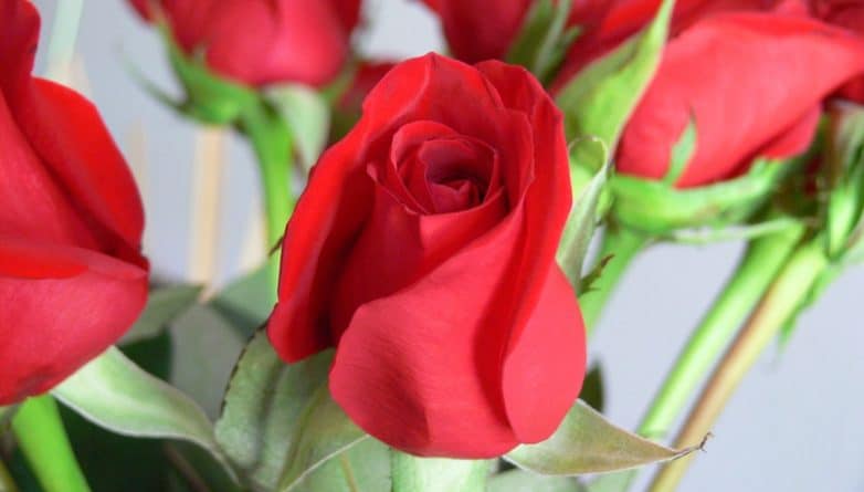 Досуг: В Covent Garden вас ждут бесплатные розы... при одном условии