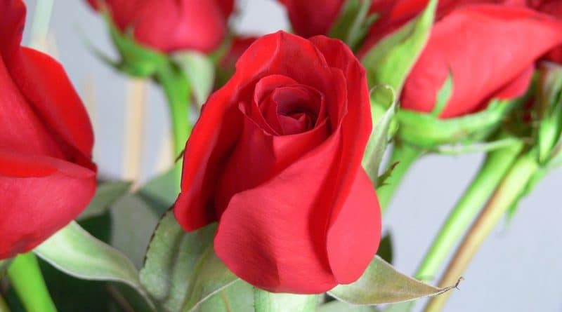 В Covent Garden вас ждут бесплатные розы... при одном условии 12022017 Досуг: В Covent Garden вас ждут бесплатные розы... при одном условии