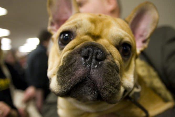 Досуг: Самые популярные собаки: Французские бульдоги потеснили Лабрадоров