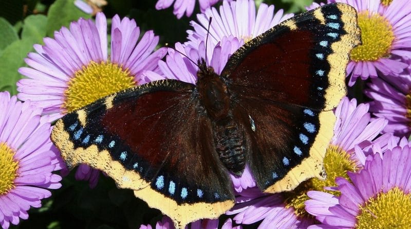 Как связаны бабочки и Camberwell 01032017 Досуг: Как связаны бабочки и Camberwell