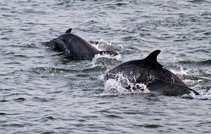 Путешествия: У берегов Шотландии замечено рекордное количество дельфинов