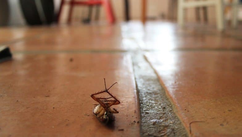 Происшествия: На кухне ресторана в Лестере обнаружили колонию тараканов