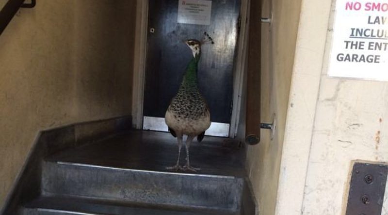 В полицейский участок Kensington зашел павлин 10022017 Юмор: В полицейский участок Kensington зашел павлин