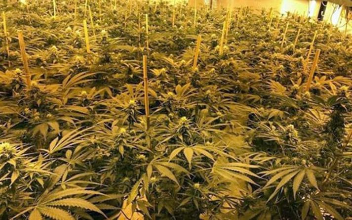 Закон и право: Полиция обнаружила огромную ферму марихуаны в военном бункере
