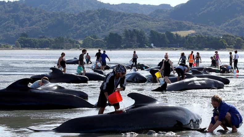 В мире: Сотни китов выбросились на берег Новой Зеландии