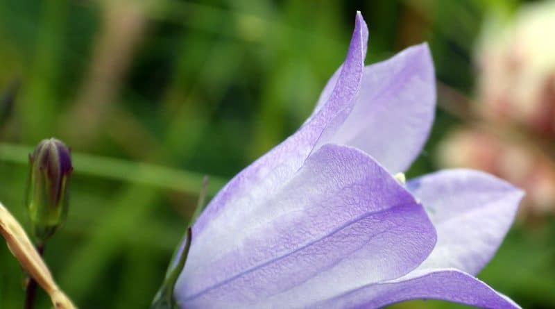 Здоровье и красота: Загрязнение воздуха убивает цветочный мир Великобритании