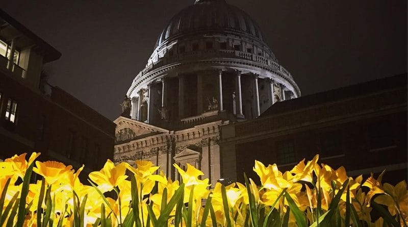 Тысячи нарциссов разгорелись возле St Paul's Cathedral 03032017 Досуг: Тысячи нарциссов разгорелись возле St Paul's Cathedral