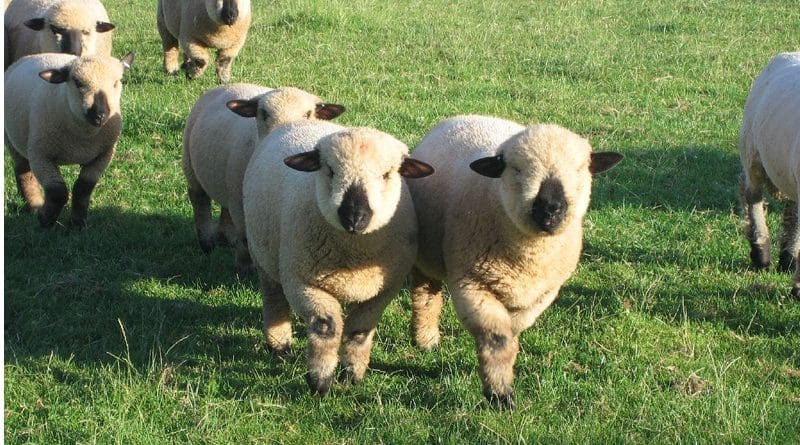 В Лондоне может появиться овечье кафе 13032017 Досуг: В Лондоне может появиться овечье кафе