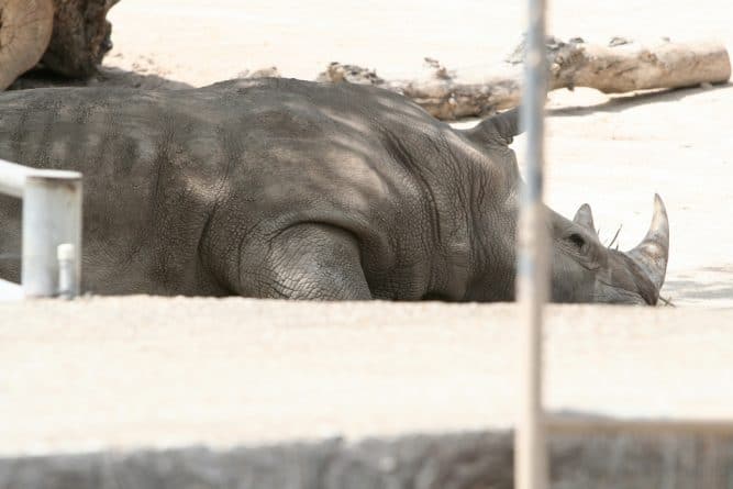 Происшествия: Браконьеры убили носорога в одном из французских зоопарков