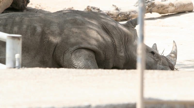 Браконьеры убили носорога в одном из французских зоопарков 08032017 Происшествия: Браконьеры убили носорога в одном из французских зоопарков