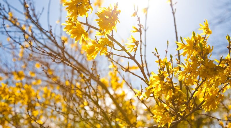 В течение нескольких дней в Британии ожидается потепление 07032017 Погода: В течение нескольких дней в Британии ожидается потепление