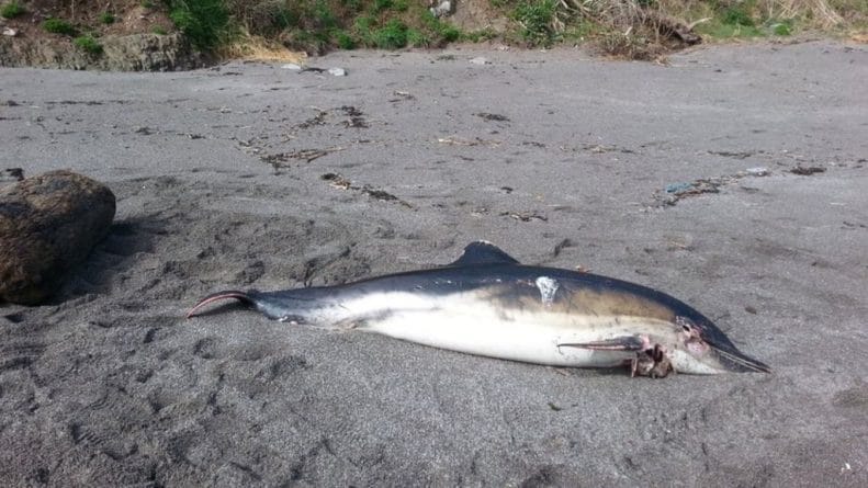 Происшествия: У берегов графства Корнуолл погибло множество дельфинов