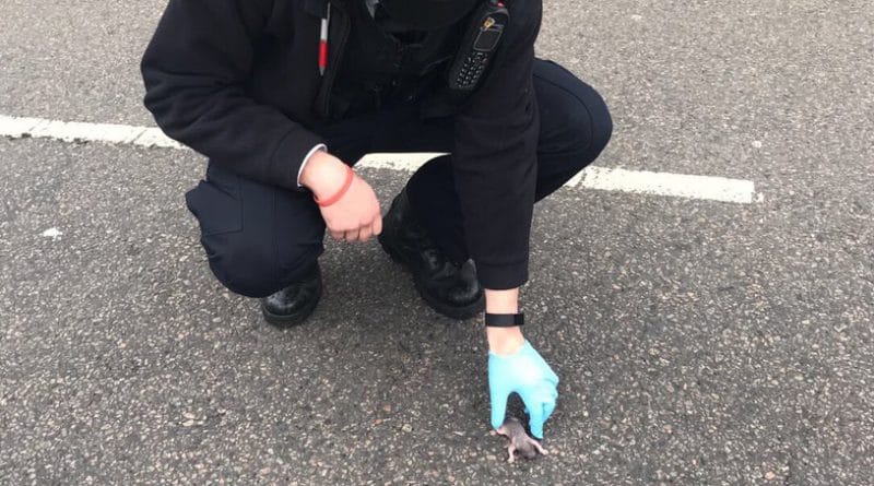 Происшествия: Полиция Лондона пришла на помощь потерянному бельчонку