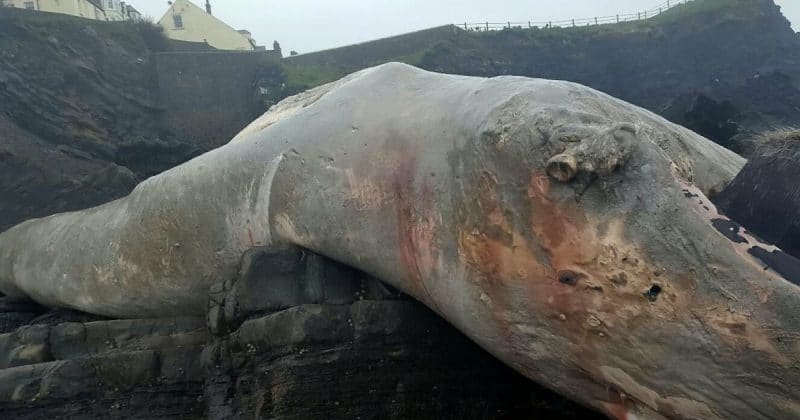 Происшествия: Огромного кита вынесло на берег в Девоне