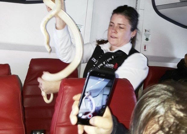 Змея в самолете. Когда сюжет фильма стал реальностью 23032017 Юмор: Змея в самолете. Когда сюжет фильма стал реальностью