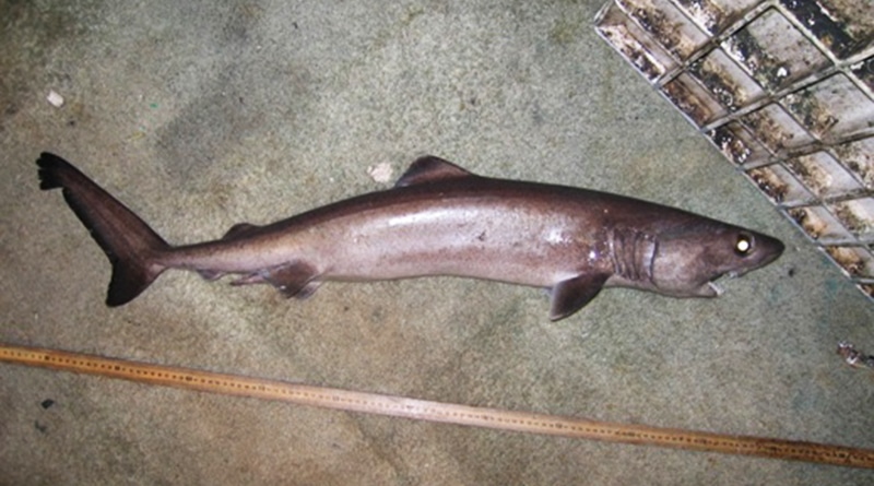 Происшествия: К побережью Великобритании волны принесли тело редкой акулы