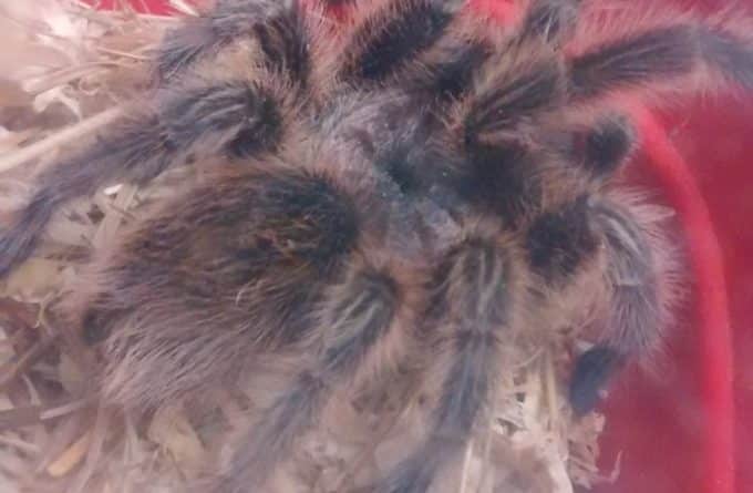 На заднем дворе одного из британских домов найден огромный тарантул 28032017 Досуг: На заднем дворе одного из британских домов найден огромный тарантул