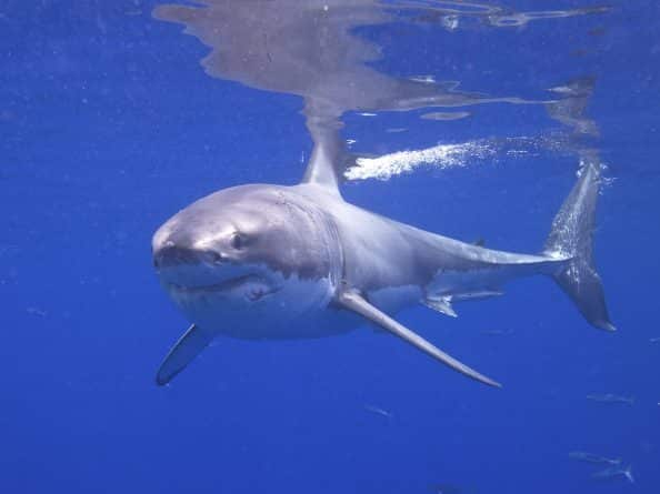 Происшествия: Акула напала на женщину во время отдыха на британском острове Вознесения
