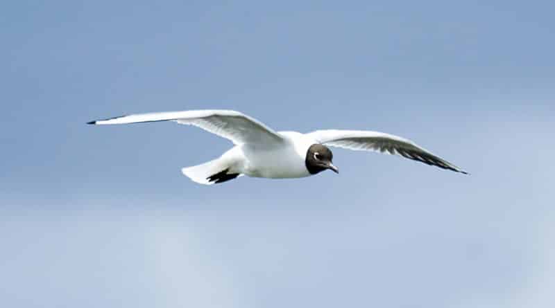 Закон и право: Полиция Дорсета: преступники воруют яйца чаек и продают в рестораны