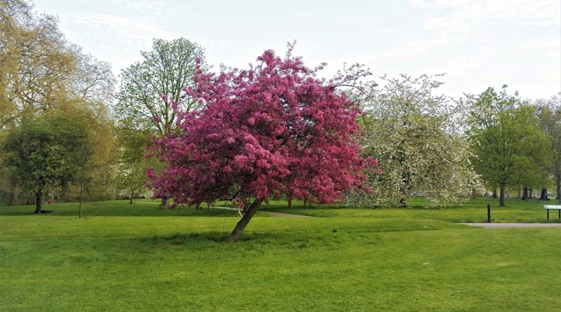 В Лондон возвращается теплая погода 26042017 Погода: В Лондон возвращается теплая погода